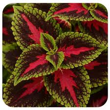 Image result for Coleus defoliatus
