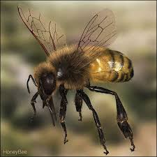 Honey Bee 3d Model Bee Honey Bee Photos Insects
