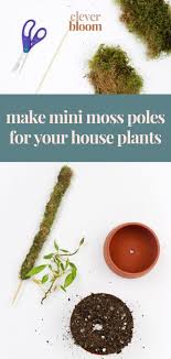 How To Make A Mini Moss Pole For Your Plants Plant Care Houseplant Garden Plant Stand Moss