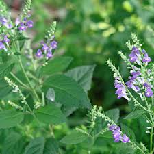 Image result for Scutellaria violascens