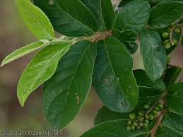 Image result for Antidesma venosum