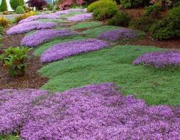 Une solution très pratique pour occuper une grande surface, grâce à cette. Jardin 10 Couvre Sols Pour Remplacer La Pelouse