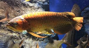 アジア アロワナ 紅 龍