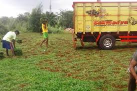 Di samping keindahan warna dan kerapihannya. Tukang Rumput Bekasi Tukang Rumput Taman