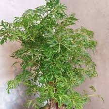 Image result for Polyscias kivuensis