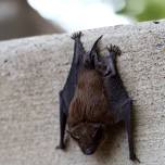 Homeschool Day: Bats