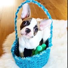 These are not general small dog products. Pin On Frenchies