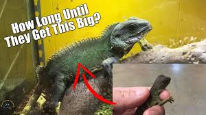 Diagonal stripes of green or turquoise are found on the body, while the tail is banded from the middle to the end with green and white. Just How Fast Do Chinese Water Dragons Grow And How Big Do They Get Youtube