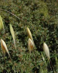 Image result for Andropogon festuciformis