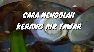 Tata cara mengolah dan membersihkan kerang/kijing kolam air tawar. Cara Mengolah Kerang Air Tawar Kijing Youtube