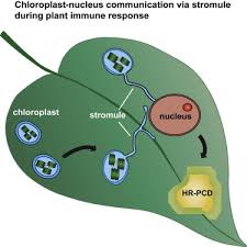 Check spelling or type a new query. Chloroplast Stromules Function During Innate Immunity Developmental Cell