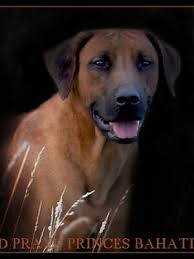 Breeders of Health Tested Rhodesian Ridgebacks