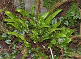 Image result for Aspleniaceae