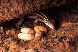 The new mexico whiptail lizard is a crossbreed of a western whiptail, which lives in the desert, and the little striped whiptail, which favors grasslands. Nature In Stock