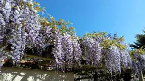 Maybe you would like to learn more about one of these? Wisteria Growing Pruning And Caring For Wisteria