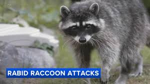 Rabid raccoon confirmed in Collingswood, New Jersey - 6abc Philadelphia