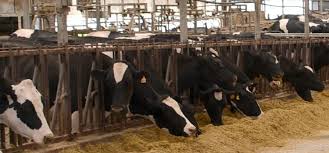 Poshmark makes shopping fun, affordable & easy! Starlings Bird Problems In Dairy Barn Solved By Flock Free Bird Contr Flock Free Bird Control Products For Agricultural Flock Free Pest Control Products And Services