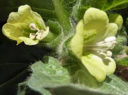 Image result for Astripomoea hyoscyamoides