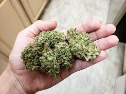 Growing weed isn't rocket science, but you need a lot of information to do it successfully. How To Grow Cannabis Easy 10 Step Guide Grow Weed Easy