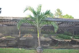 Oxalis disenangi pencinta bunga karena sifatnya yang tidak rewel dan hanya memerlukan sedikit dalam bahasa inggris tanaman hias ini disebut butterfly tree, orchid tree, purple bauhinia, dan. Bunga De China Cainta Plant Nursery