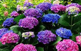 A wide variety of hydrangea bush options are available to you, such as occasion, type. How To Feed A Hydrangea In The Spring For Lush Green Blooms G Allaorol Kaliy Fosfat