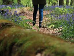 Er lopen vele wandelingen door het kluisbos. Hyacinten Hallerbos Bezoeken Praktische Info Alternatieven
