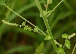 Image result for Acalypha fruticosa