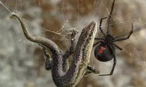 We do have plenty of spiders in the uk, but one thing to be thankful for is that they rarely bite, and those that do won't cause any prolonged symptoms. When Trying To Catch House Spiders Is There Anything You Can Do To Intimidate It And Make It Stop Moving For A Few Seconds Vibration Sound Movement Etc Quora