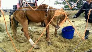 Scarica un video a tema 4k view of emaciated horse da 13.000 secondi a 29.97 fps. Update Part Three Whistle Blowers Finally Expose Conditions At Wild Horse Sanctuary Straight From The Horse S Heart