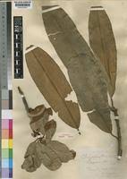 Image result for Englerophytum