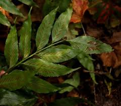 Image result for Asplenium gemmiferum