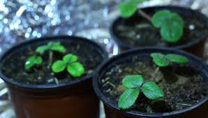 Check spelling or type a new query. Grow Light Strawberry Seedlings Spraying Stock Footage Video 100 Royalty Free 14910136 Shutterstock