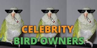 There's no way you're passing this trivia quiz unless you've stanned bucky barnes since captain america: 24 Famous Celebrity Parrot Bird Owners Throughout History