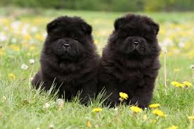 Image result for chow chow