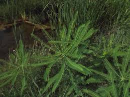 Image result for Sesbania pachycarpa