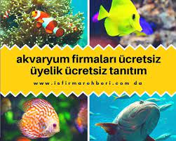 akvaryum firmalari rehber balik akvaryum