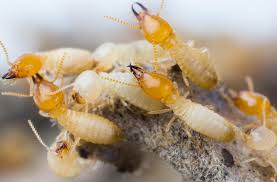 Welcome to bug boys pest control! Pest Control Springfield Mo Pest Solutions Exterminator