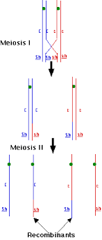 Genetic Linkage And Genetic Maps