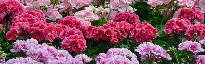 Check spelling or type a new query. Eenjarigen Neutkens Planten En Bomencentrum