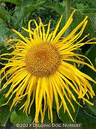Image result for Inula