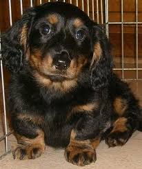 This mini dachshund puppy has a cool personality and will make a great companion dog. Pastpuppies Akc Miniature Dachshunds In California Dachshund Puppies For Sale Trenton Fl 184105 Pet Dachshund Puppy Black Dachshund Dachshund Puppies For Sale