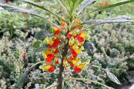 Image result for Impatiens niamniamensis