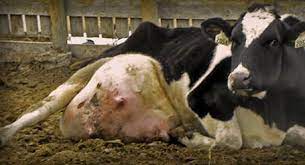 We Have To Milk Cows Or They Ll Burst Skool Of Vegan
