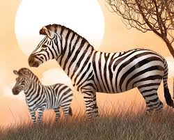 Image result for zebra