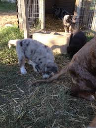 Black And White Great Pyrenees Lab Mix Catahoula X Great Pyrenees Pups 6 Weeks Old Catahoula Great Pyrenees Pup
