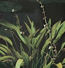 Image result for Alismataceae