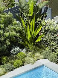 Bare Backyard Transformed Into A Contemporary Coastal Garden Architectural Plants Coastal Gardens Screen Plants