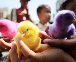 Download now kode f7 1 bulu ayam tegak kecil mix warna dijual per pak isi 100 pcs warna sesuai stok. Hai Toluners Apa Pendapat Kalian Tentang Anak Ayam Warna Warni Ini Toluna