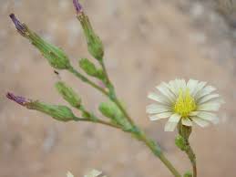 Image result for Lactuca ugandensis