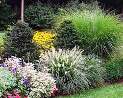 2 Panic Grass Panicum Violaceum 5 Foxtail Green Bristle Grass Setaria Viridis 3 Yell Ornamental Grass Landscape Evergreen Landscape Landscape Design